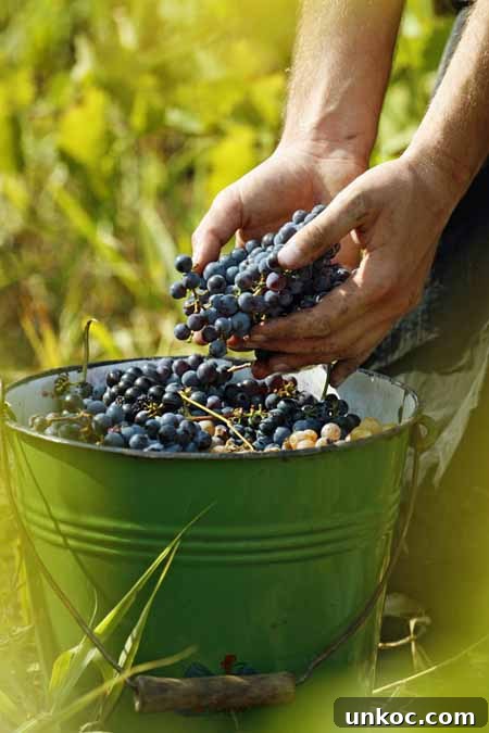 How to Make Wine at Home for Beginners 5 Making wine at home