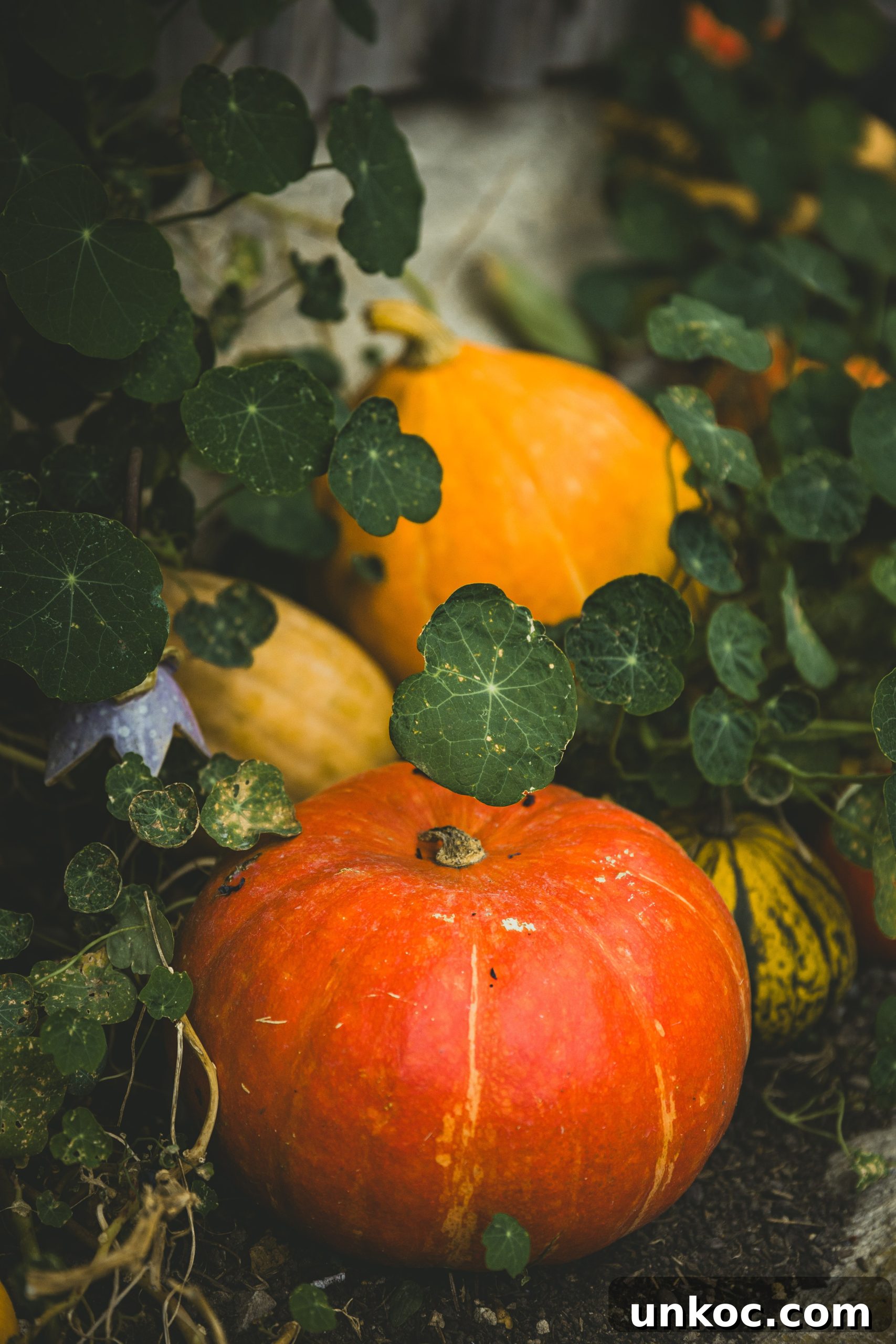 Pumpkin Recipes from Around the World to Try This Fall 2 An unclose shot of a very orange pumpkin in vines